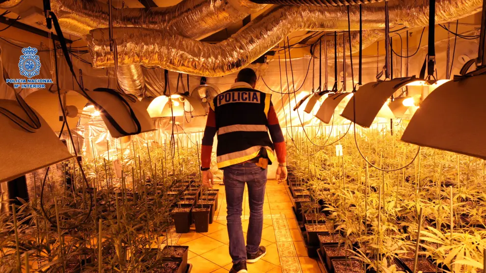 La Policía ha requisado más de 2.500 plantas de marihuana en dos chalés en La Muela.