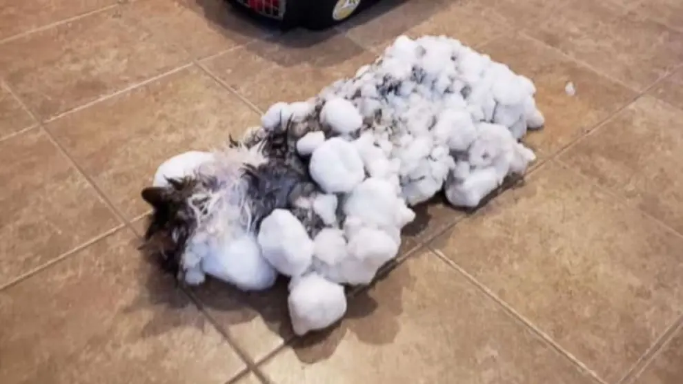 Fluffy, la gatita que se congeló sepultada por 40 centímetros de nieve y volvió a la vida