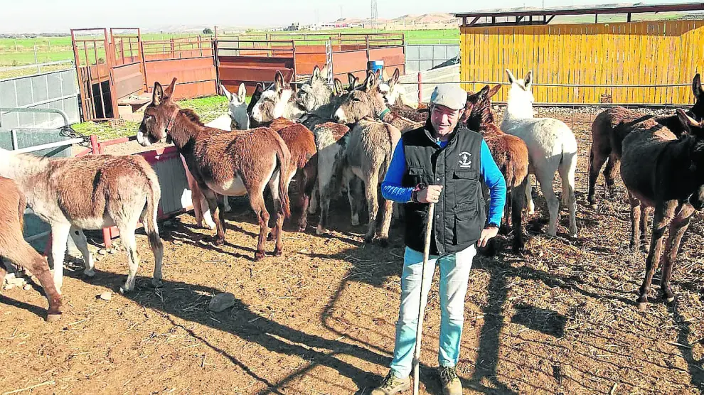 Jaime Serrano, con algunos de los burros que tiene en su granja escuela.