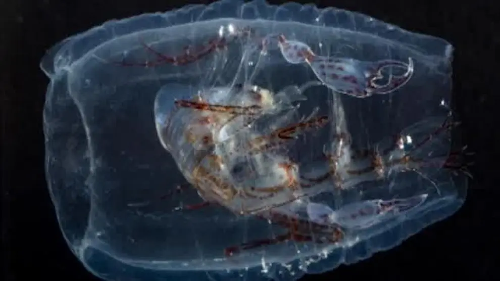 Encuentran en la costa de Vigo la especie de crustáceo que inspiró la película de Alien