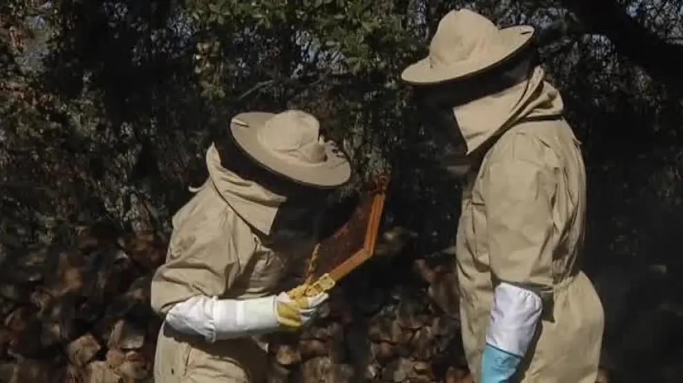 El sector de la apicultura lidia con problemas en el etiquetado y la producción