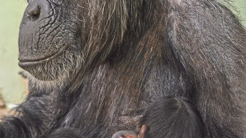 Nacen dos mellizos de chimpancé en Bioparc Valencia
