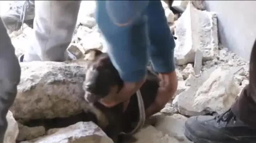 Rescate 'in extremis' de dos cachorros sepultados tras un bombardeo en Siria