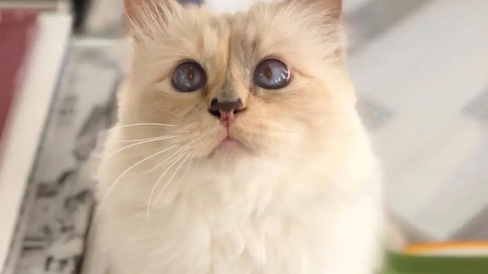 Choupette, la famosísima gata de Karl Lagerfeld