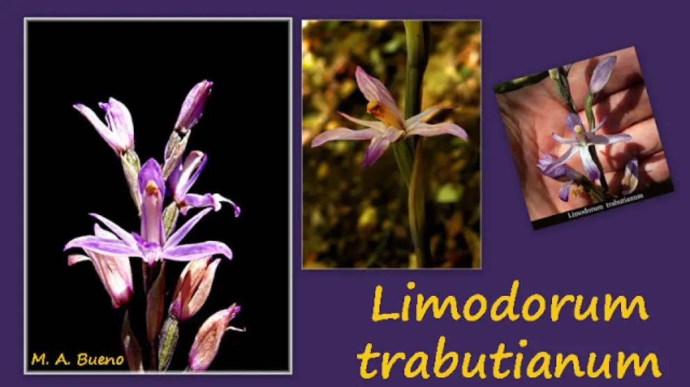 Limodorum Trabutianum, la orquídea descubierta en Huesca por Miguel Ángel Bueno