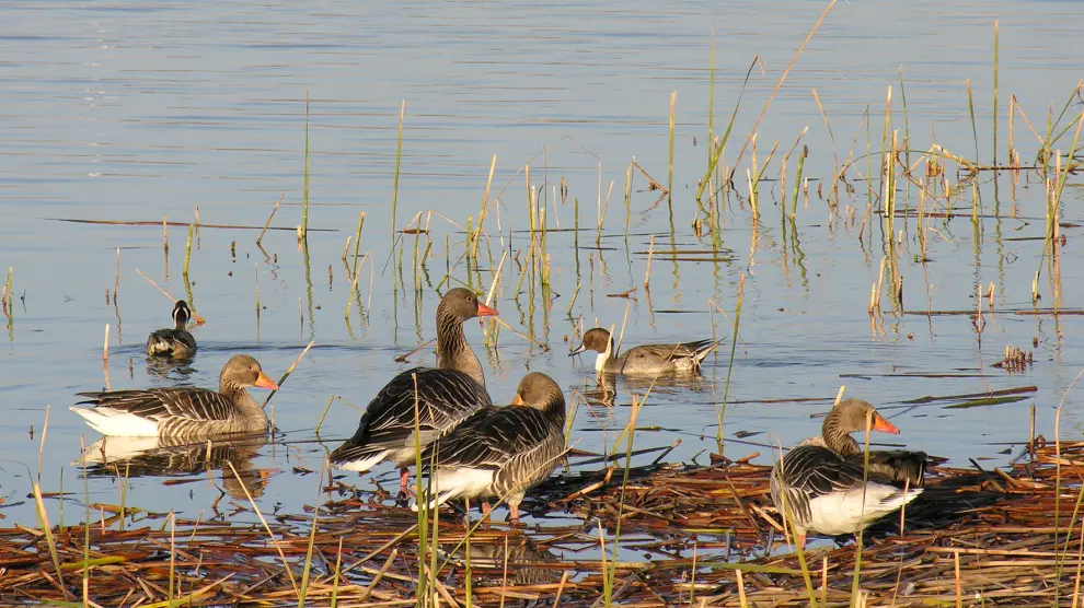 El mes de marzo es uno de los mejores para observar aves en la laguna de Sariñena.
