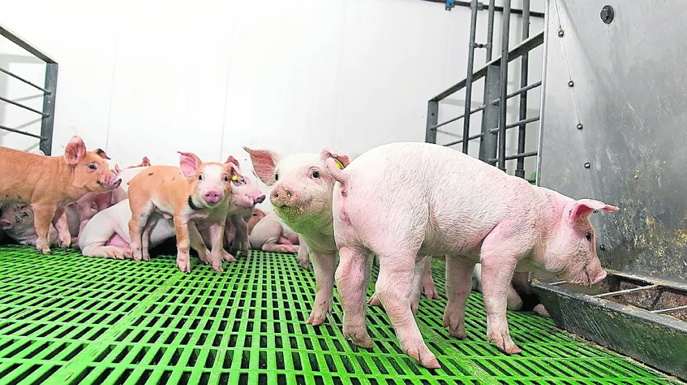 Animales en las instalaciones de una de las granjas certificadas de Costa Food.