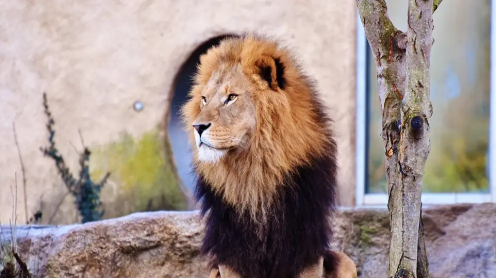 Muere un hombre atacado por un león al que tenía en su propiedad en República Checa