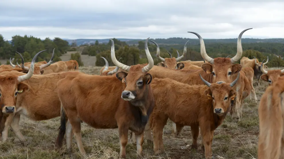Vacas Cachenas de Tervalis en Aliaga /2018-02-20/ Fotos: JorgeEscudero [[[FOTOGRAFOS]]]