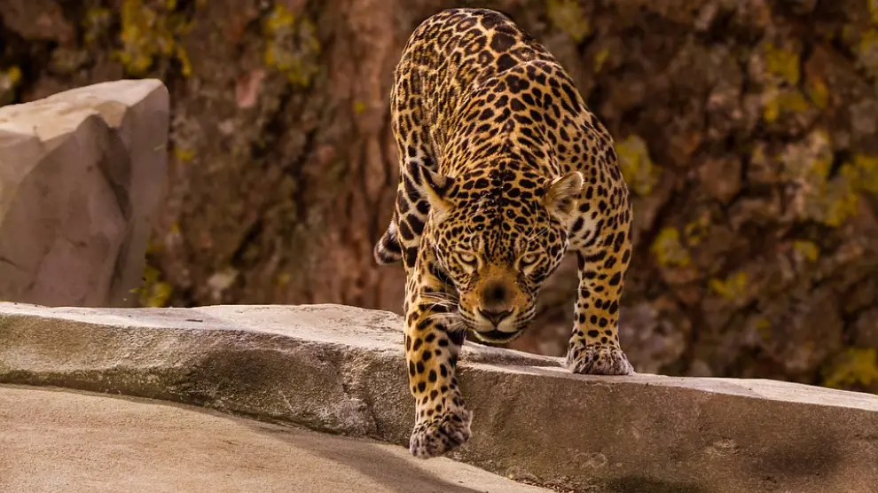 Foto de archivo de un jaguar