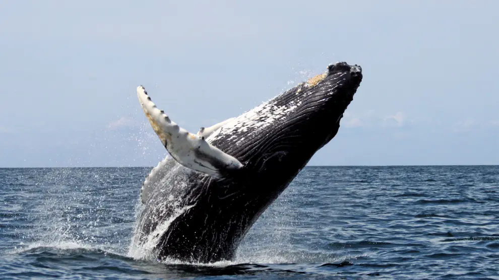 Encuentran 40 kilos de plástico dentro de una ballena muerta en Filipinas