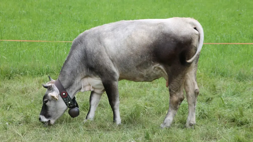 Imagen de una vaca con cencerro.