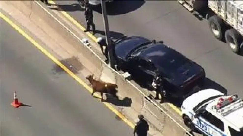 Una vaca detuvo el tráfico durante casi una hora en una concurrida carretera de la ciudad. El animal, esquivó a los agentes de la policía que intentaron acorralarlo, hasta que consiguieron atraparle. Se desconoce de dónde se escapó.