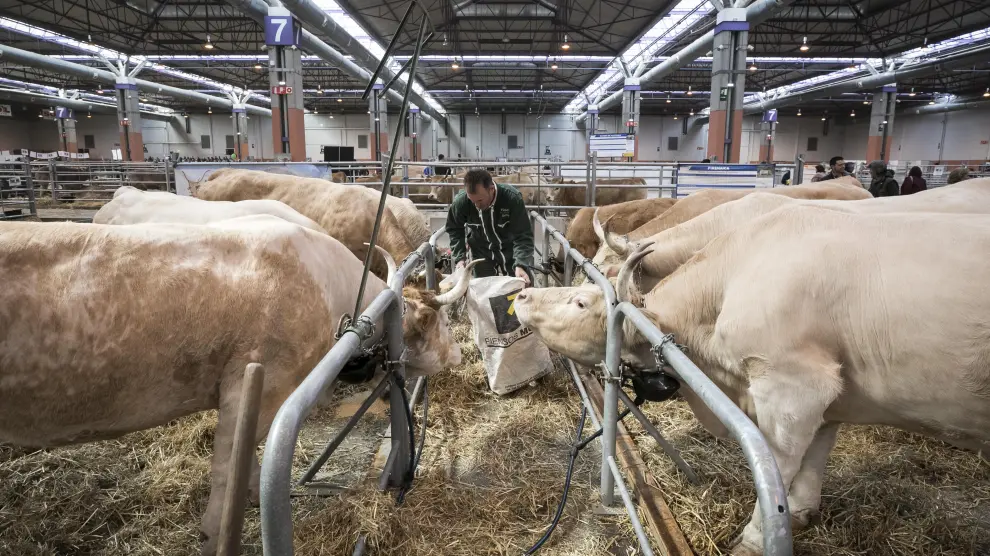 Un ganadero da de comer a ejemplares de bovino que se exponen en el Pabellón 7 de la Feria de Zaragoza, donde se celebra Figan.