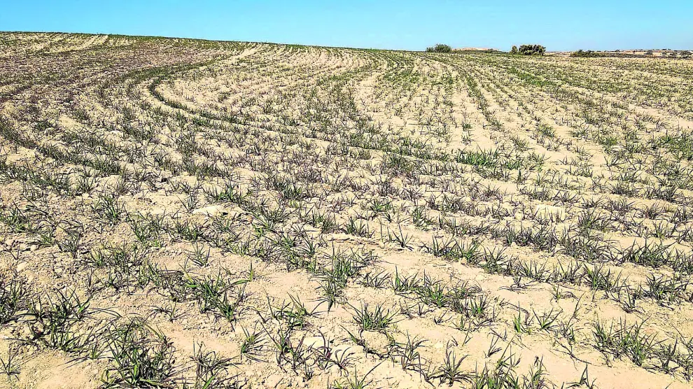 Efectos de la falta de precipitaciones y altas temperaturas en un campo de cebada del Bajo Aragón, el pasado día 27 de marzo.