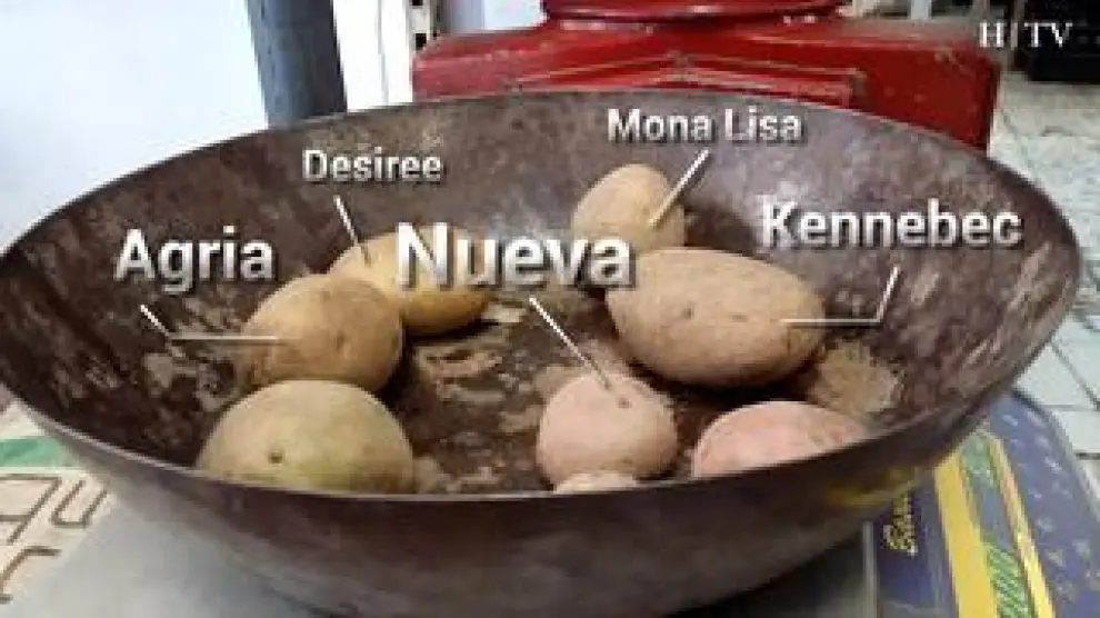 Mona Lisa, agria, kennebec o desiree son algunos tipos de patata que se diferencian entre alimentación y de siembra. Mari Carmen Ibáñez, de 'Gourmet Cinco Estrellas', analiza cada clase y para qué recetas son mejores.