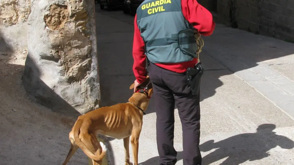 Un agente del Seprona durante el traslado del animal al veterinario.