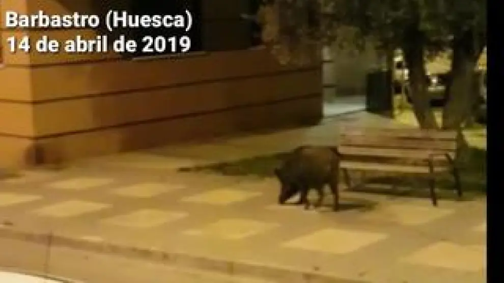 Un vecino del municipio oscense se topó de bruces con el animal cuando salió a pasear con el perro a la 1.00 de la madrugada y lo grabó en vídeo.