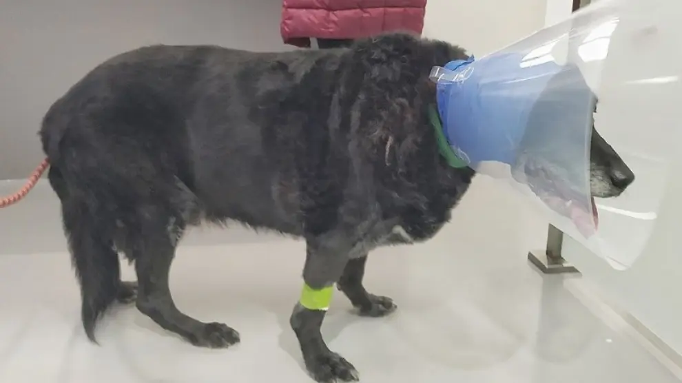 El perro Lupo, después de ser atendido en el veterinario por el ataque que sufrió.