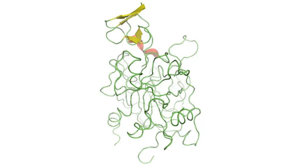 Hirudin trombina, proteína dúctil con algunos segmentos estructurados, previene la trombosis.