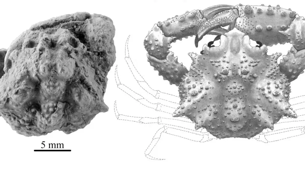 Fósil y reconstrucción del nuevo cangrejo Aragolambrus collinsi.