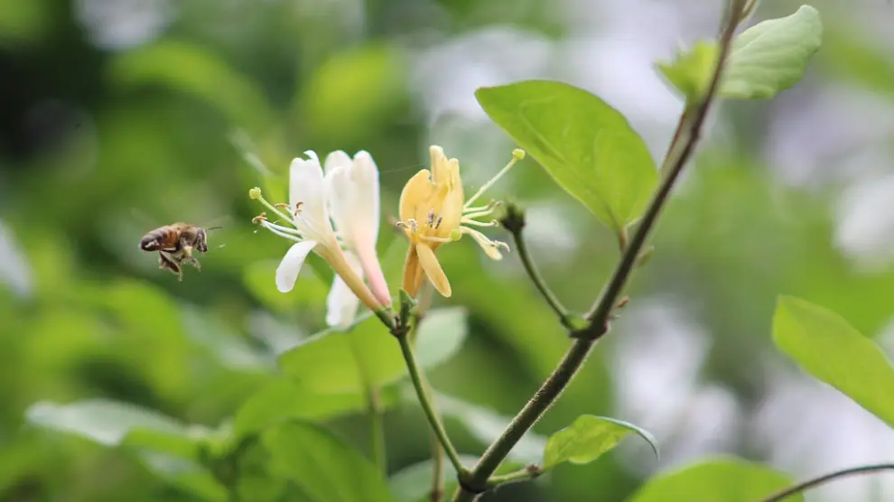 Las abejas son unos de los protagonistas de la biodiversidad