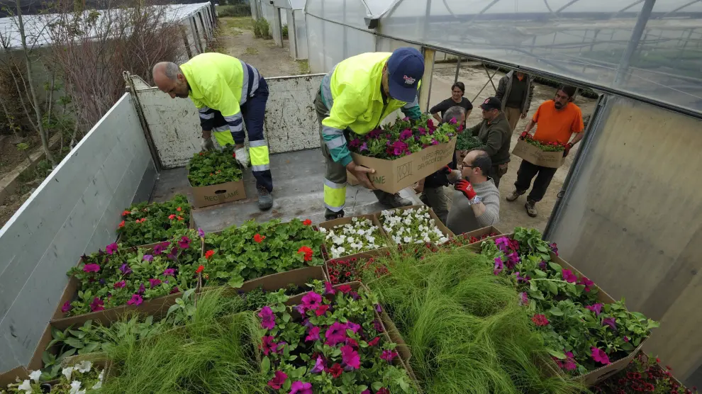 Los ayuntamientos acudían este jueves al vivero provincial a cargar flores.