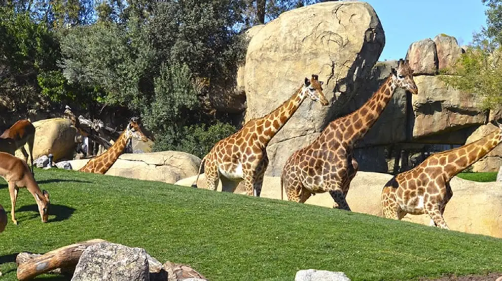 BIOPARC traslada tres jirafas en peligro de extinción nacidas en Valencia para formar un grupo en Cantabria.