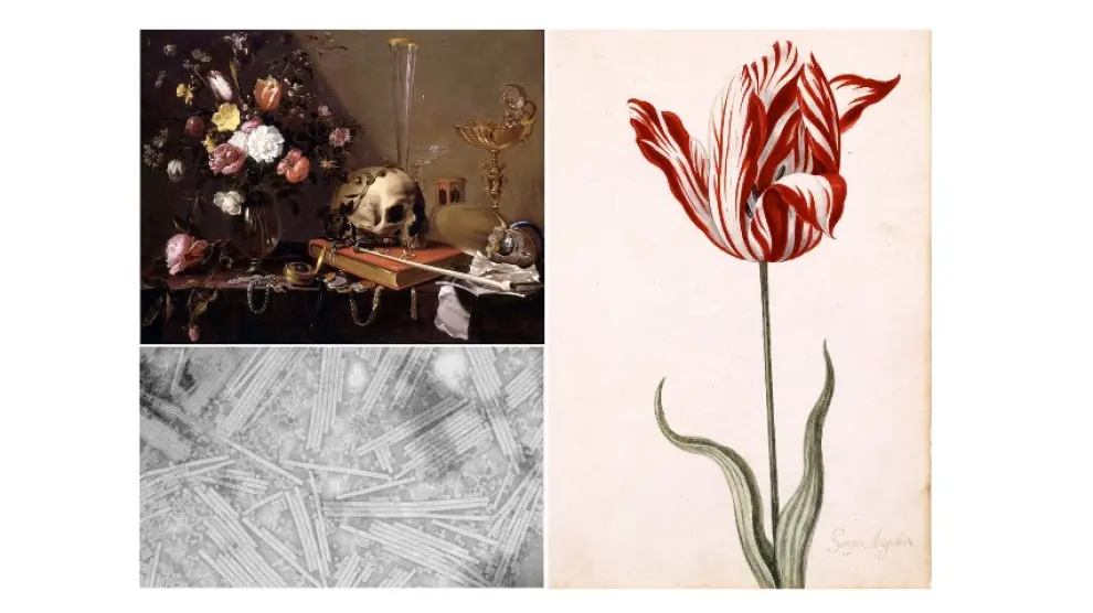 ‘Naturaleza muerta con ramo de flores y calavera’, vanitas de Adriaen van Utrecht (1642). Debajo, virus del mosaico del tabaco visto por microscopio electrónico. A la derecha, tulipán roto ‘Semper Augustus’