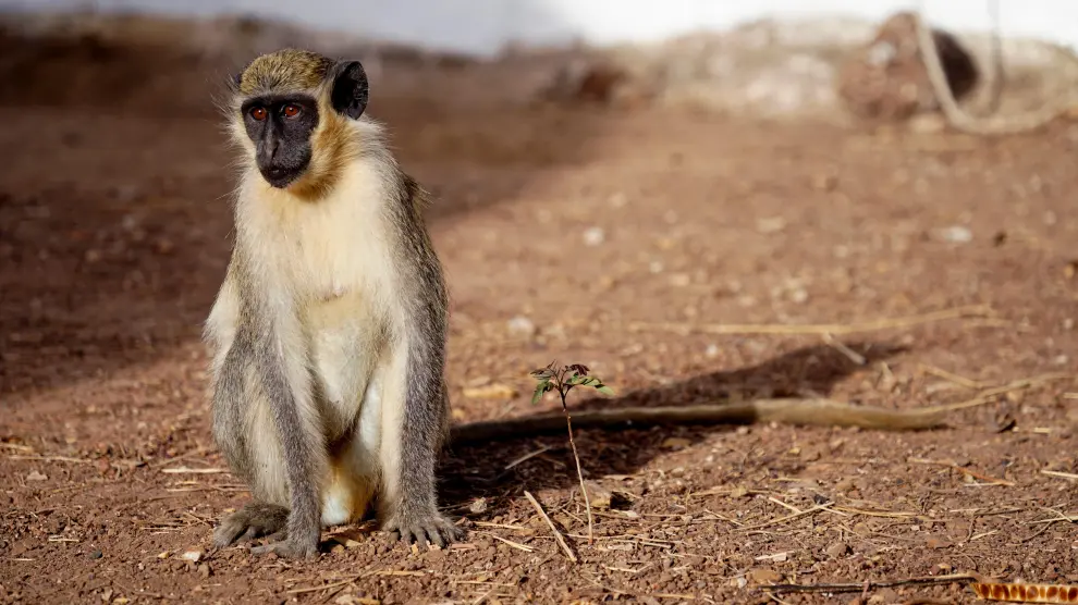 Los monos verdes africanos aprenden a "decir" dron.