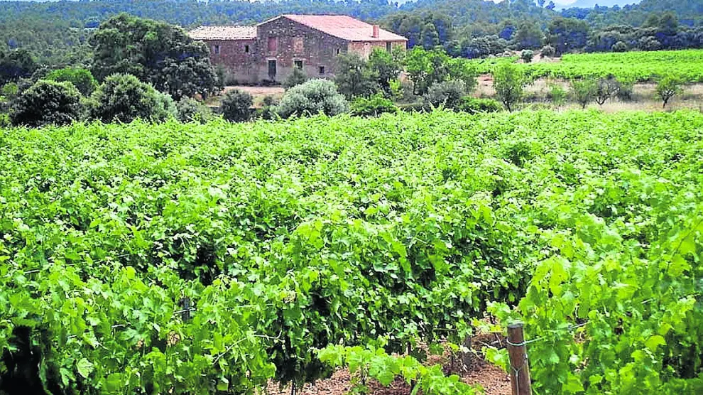 Viñas de Lagar d’Amprius en la comarca turolense del Matarraña.