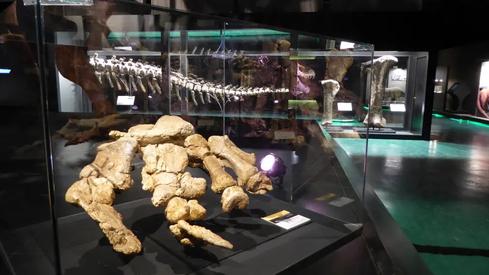 Fósiles originales de dinosaurios gigantes de Teruel en Dinópolis; en primer término destaca uno de los pies de Turiasaurus