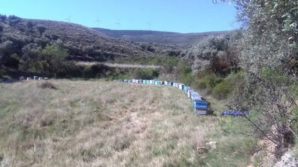 Las colmenas recuperadas por la Guardia Civil en Tarazona.