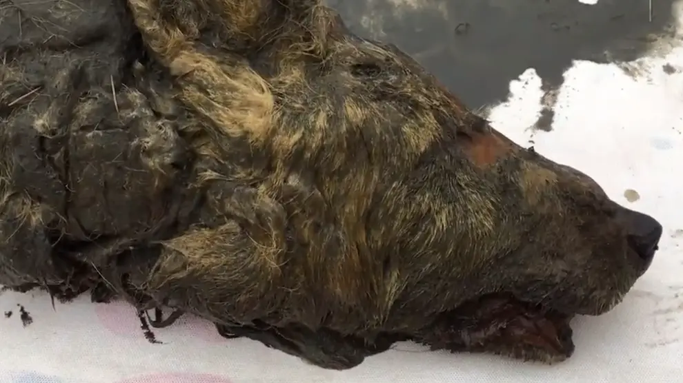 Cabeza encontrada en Siberia