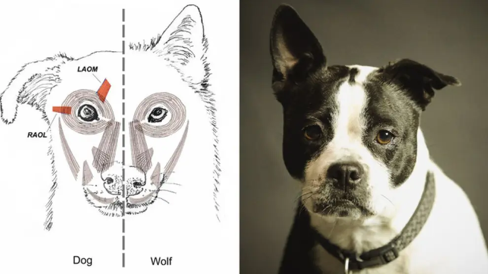 Musculatura facial del perro (izquierda y del lobo (derecha) en el dibujo realizado por el artista Tim Smith. Imagen de la derecha: Pixabay
