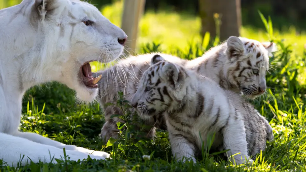 Las crías de tigre blanco, junto a su madre Bandi.