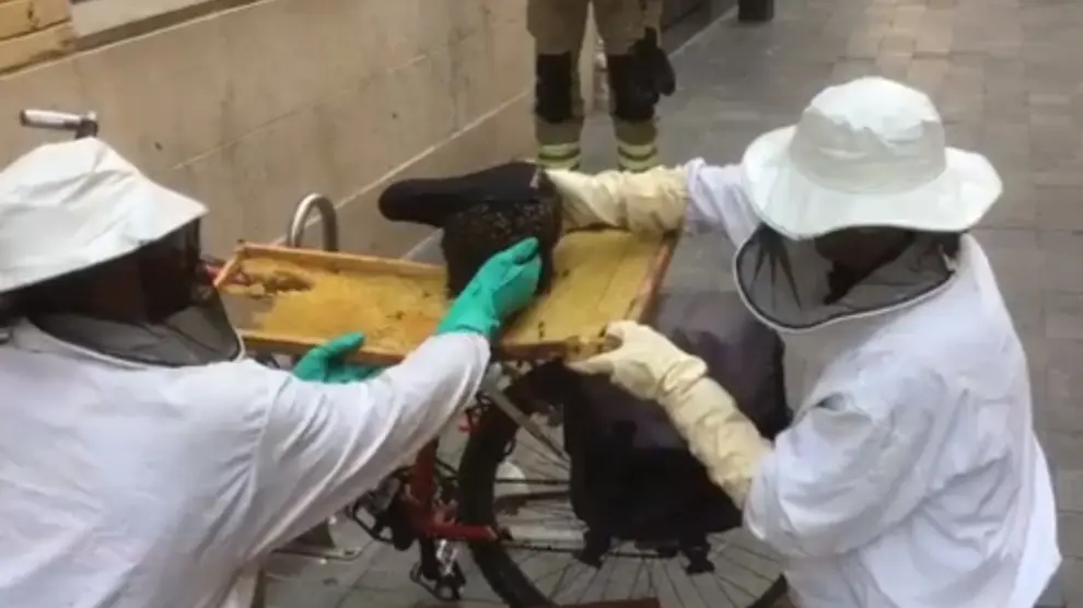 Así retiran los bomberos enjambres "desnudos" de abejas en Zaragoza