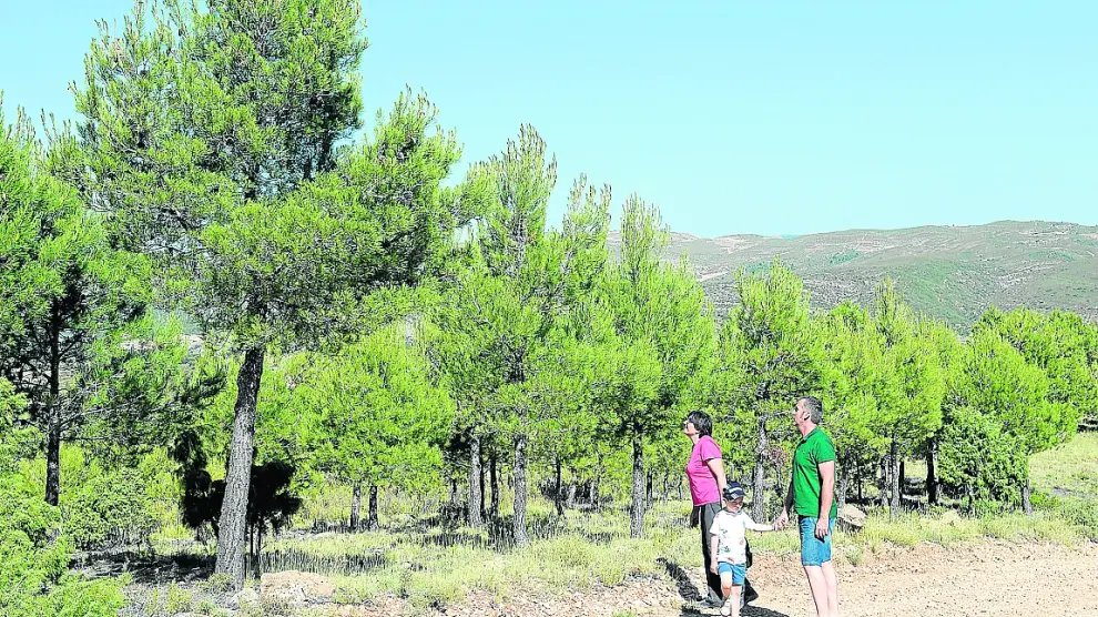 25 años después en las zonas quemadas de Bordón crecen pinos de más de cuatro metros de altura.