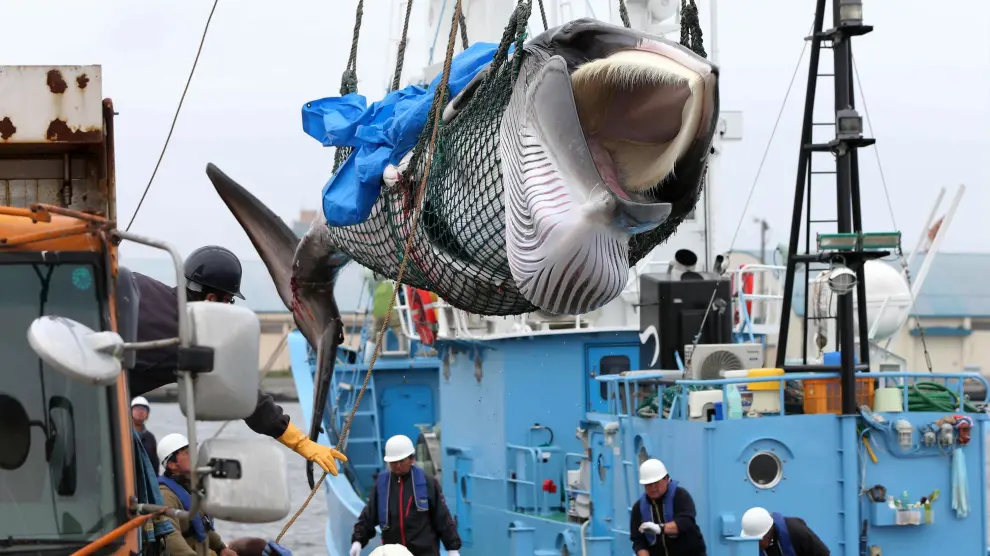 Japón ha retomado este lunes la caza comercial de ballenas.