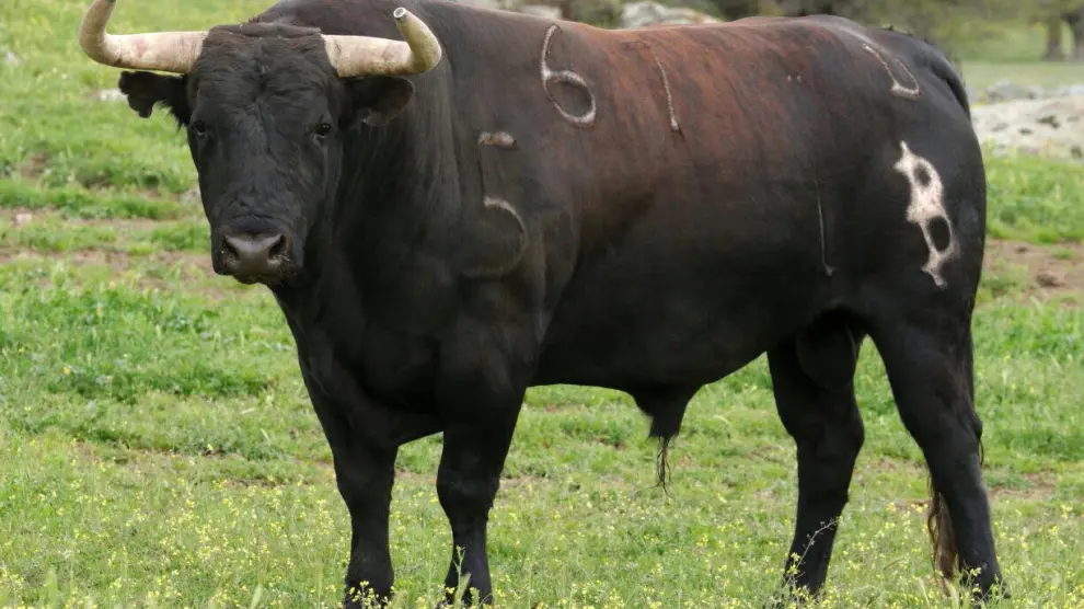 Imponente toro de Baltasar Ibán que será lidiado en Teruel.