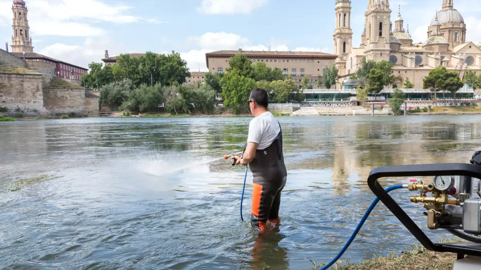 Dos máquinas sulfatadoras controlarán la plaga de mosca negra en Zaragoza