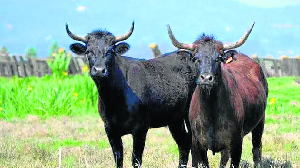 Ejemplares de bovino bravío que los ganaderos aragoneses quieren que se reconozcan como raza autóctona del valle del Ebro.