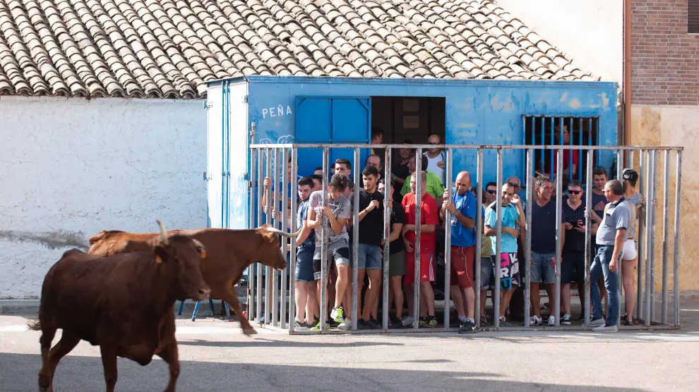 Una de las vacas embiste la barrera en la que se protegían los vecinos en el último encierro de Torres de Berrellén.
