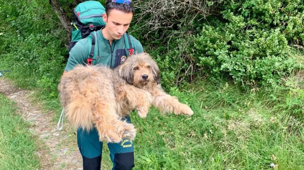 Un especialista de la Guardia Civil llevando en brazos al perro accidentado.