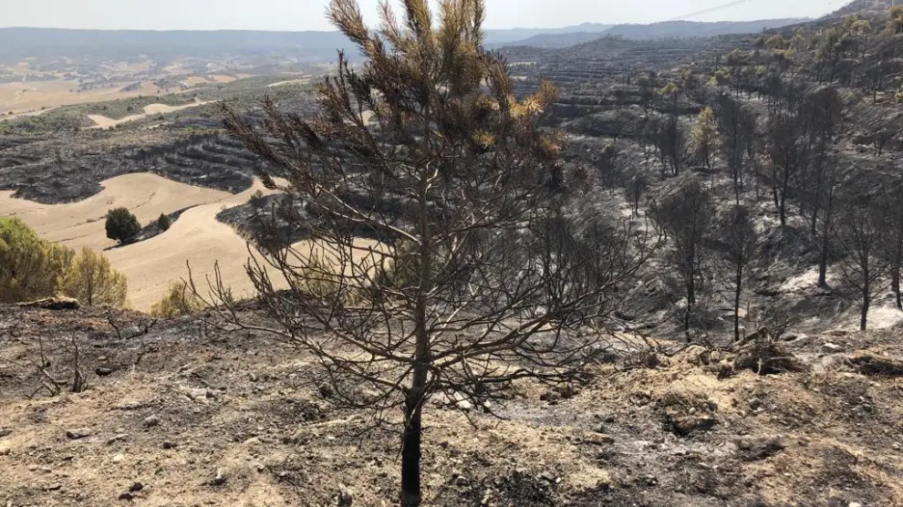 El incendio en la Sierra de Alcubierre ha quemado 1.200 hectáreas