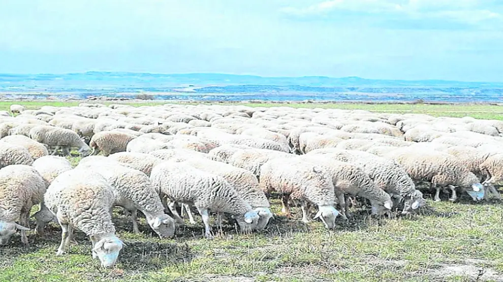Un rebaño de ovejas de la raza rasa aragonesa alimentándose de pastos naturales en Aragón.
