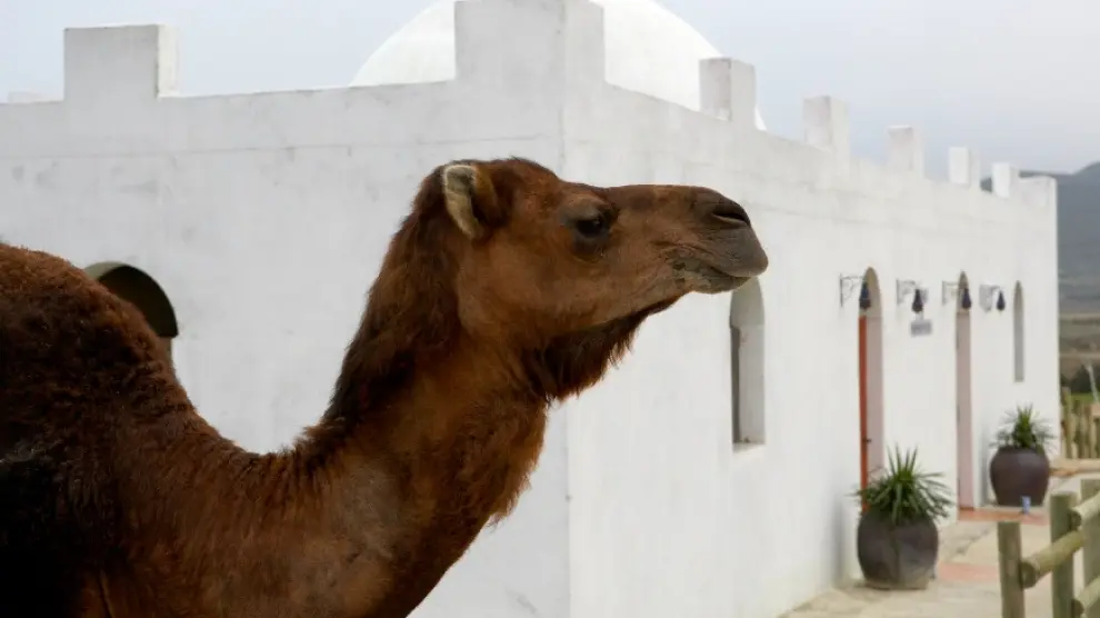 Albergue árabe ‘La Porrompompera' y un camello