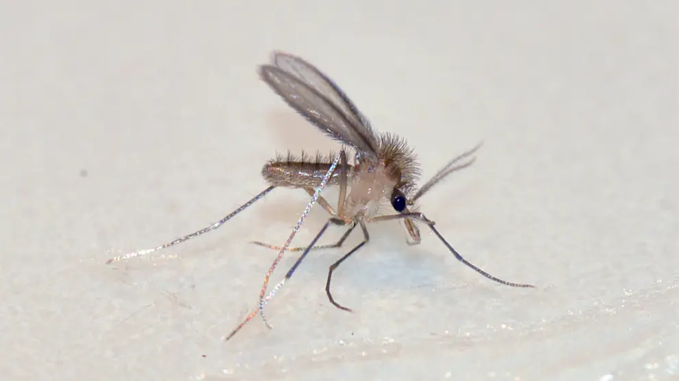 Los flebotomos y los jejenes miden solo 2 o 3 milímetros y no son tan abundantes como los mosquitos o las moscas negras, pero también pican al hombre. Además, los flebotomos transmiten la leishmaniasis.