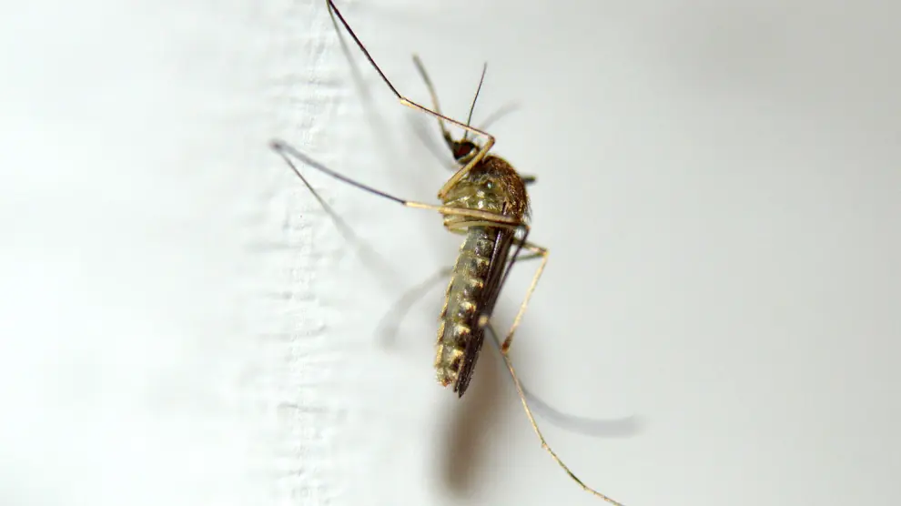 El 'Culex pipiens' es otra de las especies de mosquitos más molesta para el hombre, ya que puede vivir tanto en el medio natural como en la ciudad.