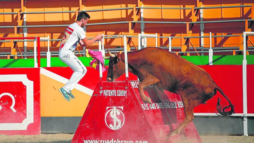 Una vaquilla de la ganadería Rafael Alarcón de Pastriz intenta subir a uno de los obstáculos.